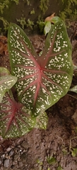 Caladium bicolor