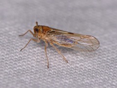 Delphacidae