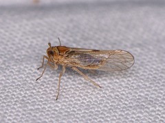 Delphacidae