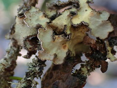 Lobarina scrobiculata