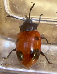 Endomychus biguttatus