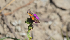 Lachnocephala vellosata