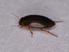 Copelatus chevrolati