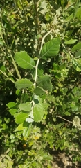 Quercus wislizeni