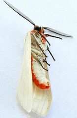 Pygarctia roseicapitis