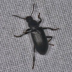 Xylopinus saperdoides