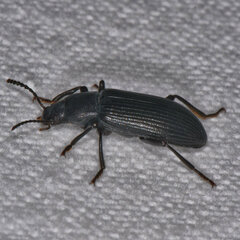 Xylopinus saperdoides