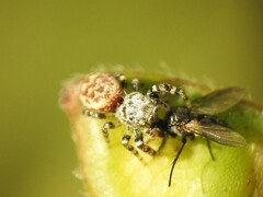 Muscoidea