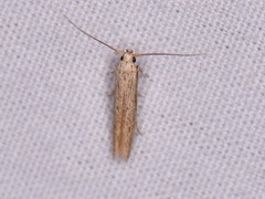 Haplochrois bipunctella