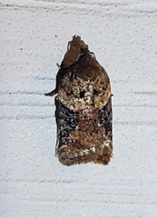 Acleris braunana