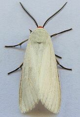 Pygarctia roseicapitis