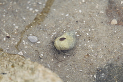 Clibanarius vittatus