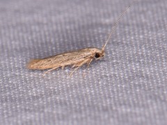 Haplochrois bipunctella