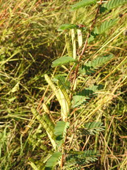Chamaecrista fasciculata
