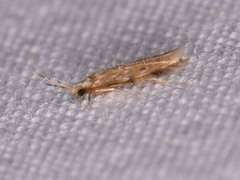 Hydroptilidae