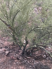Parkinsonia