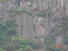 Trachypithecus delacouri