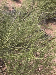 Parkinsonia