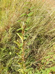 Chamaecrista fasciculata