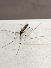 Nephrotoma australasiae