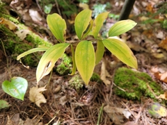 Uvularia sessilifolia