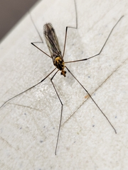 Nephrotoma australasiae