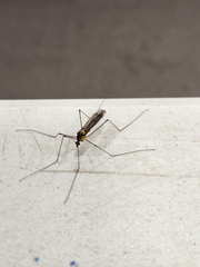 Nephrotoma australasiae