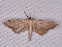 Euacidalia brownsvillea