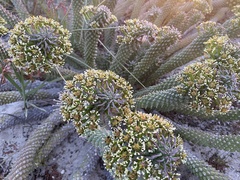 Euphorbia caput-medusae