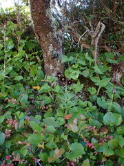 Fritillaria camschatcensis