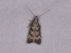 Dichomeris inversella