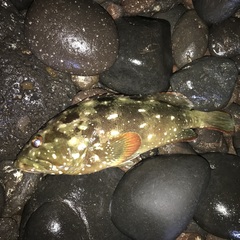 Epinephelus labriformis
