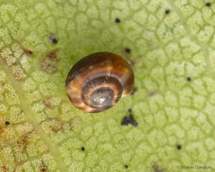 Stephanoda binneyana