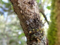 Peltigera collina
