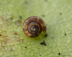 Stephanoda binneyana