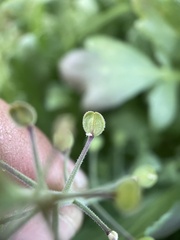 Lepidium lasiocarpum