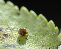 Stephanoda binneyana