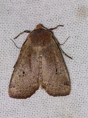 Conistra erythrocephala
