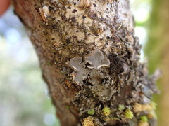Peltigera collina