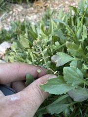 Lepidium lasiocarpum