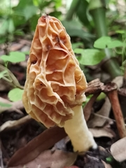 Morchella