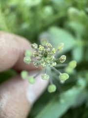 Lepidium lasiocarpum