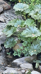 Darmera peltata