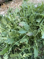 Lepidium lasiocarpum
