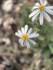 Chaetopappa ericoides