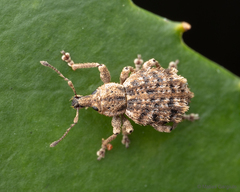 Dasydema hirtella