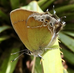 Callophrys xami