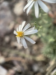 Chaetopappa ericoides