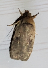Agonopterix clemensella
