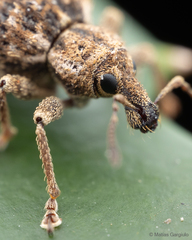 Dasydema hirtella
